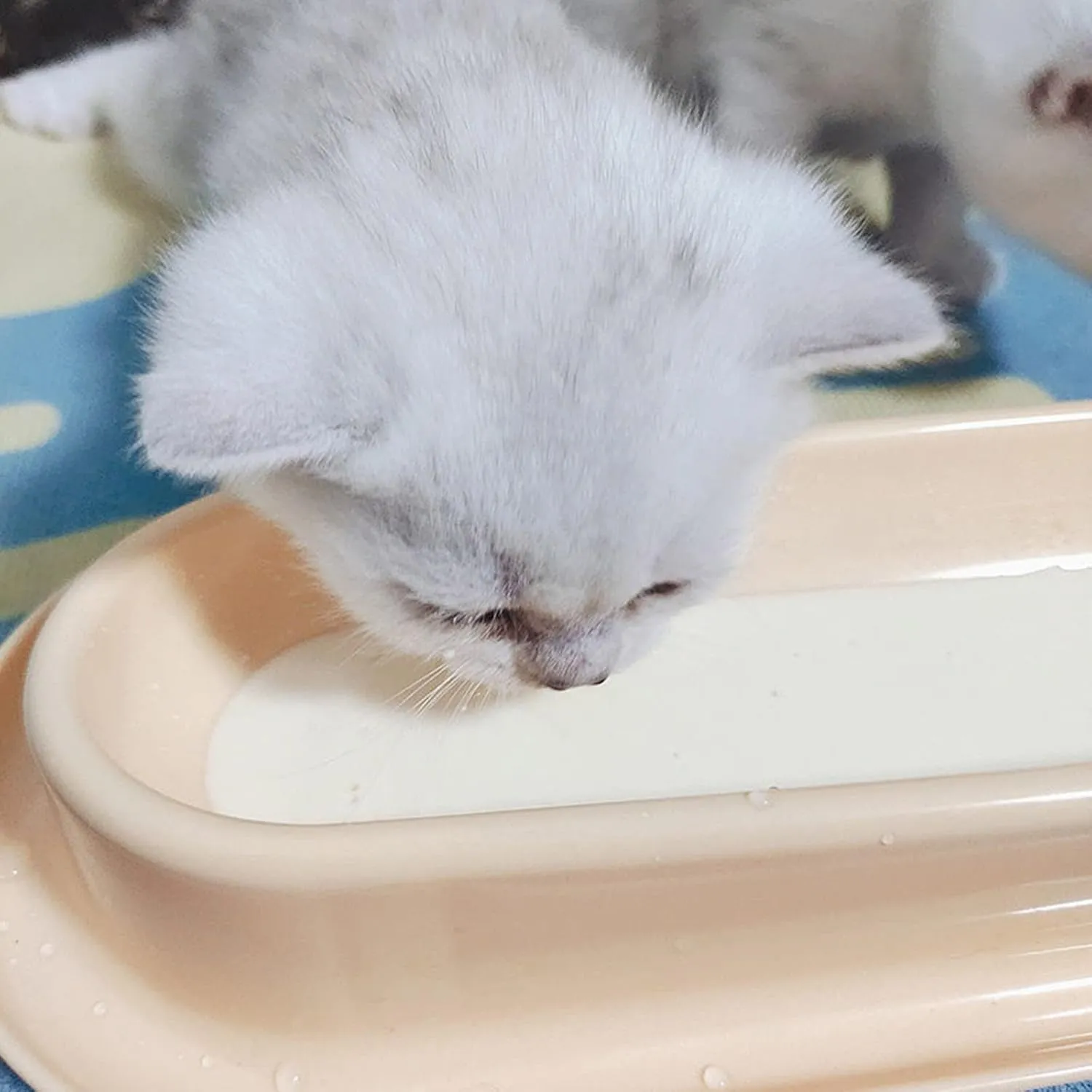 15 Slanted Pet Bowl for Kitten and Cats Tilted Feeding Bowl for Food Water 14inch Long Single Dish Non-Slip Design Food Bowl Tilted Slanted Single Dish Pet Feeding Station