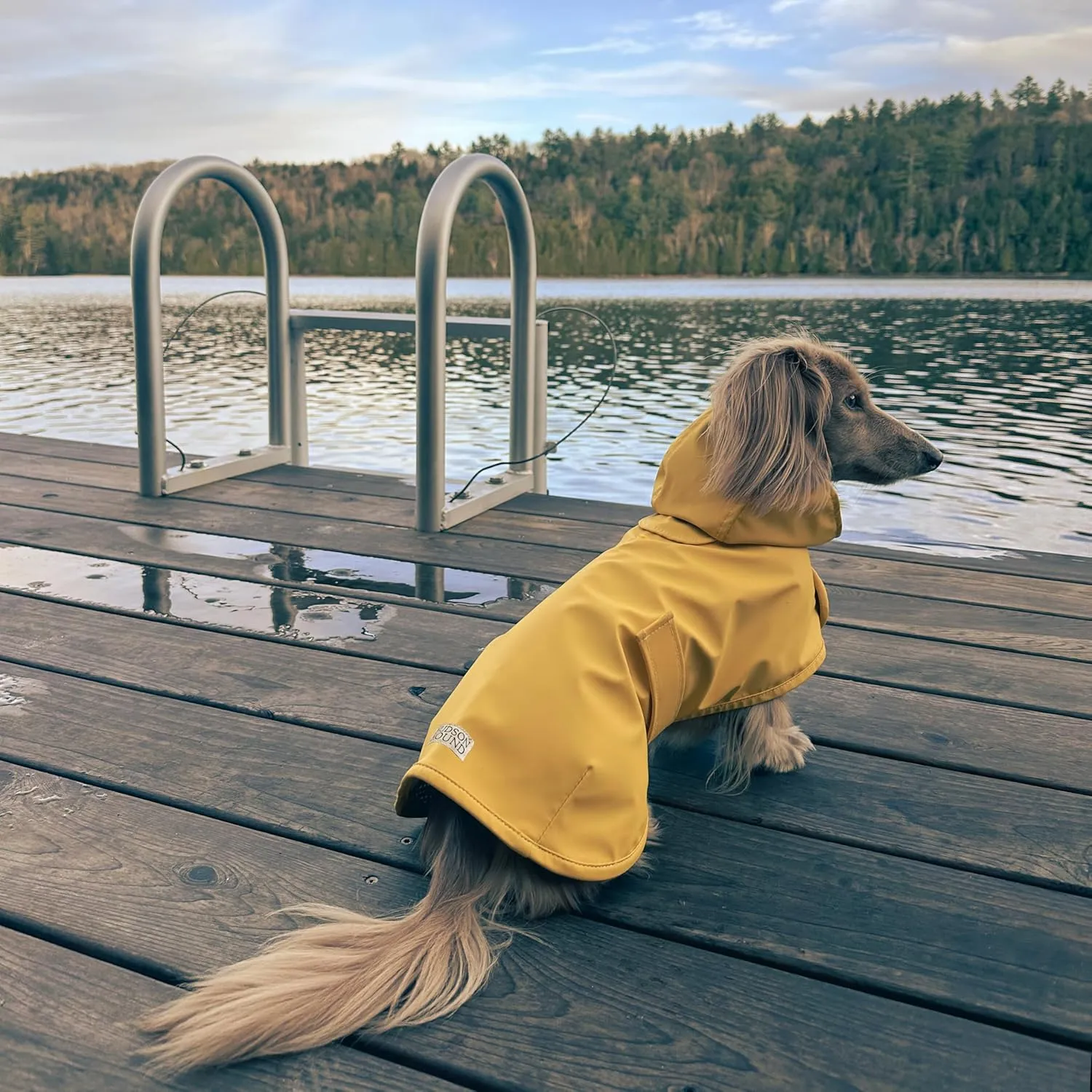Dachshund Raincoat, Long Dog Coat, Sausage Dog Rain Jacket, Doxie Rain Jacket (Small, Classic Yellow)