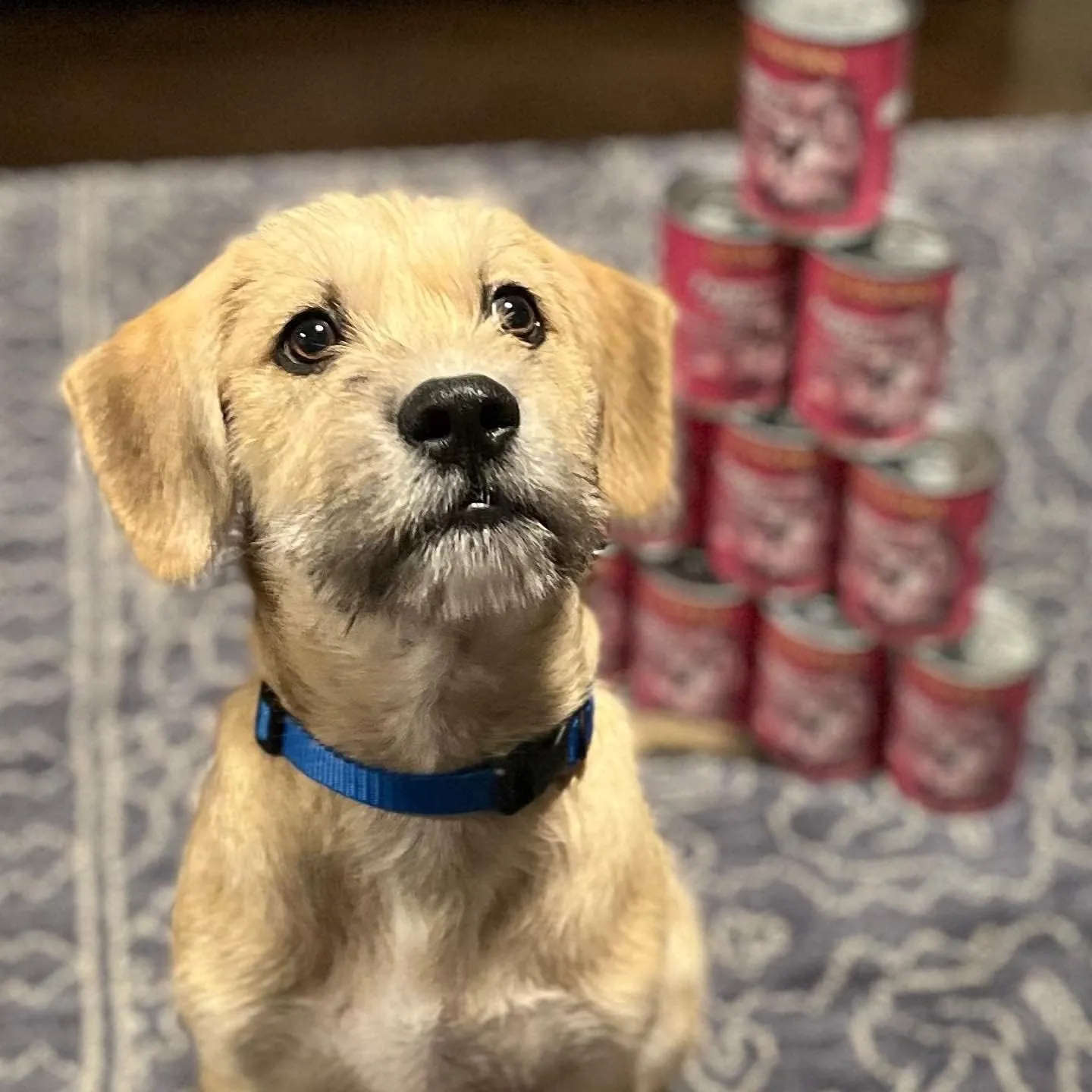 Evanger's Heritage Classics Puppy Dinner for Dogs - 12, 12.5 oz Cans