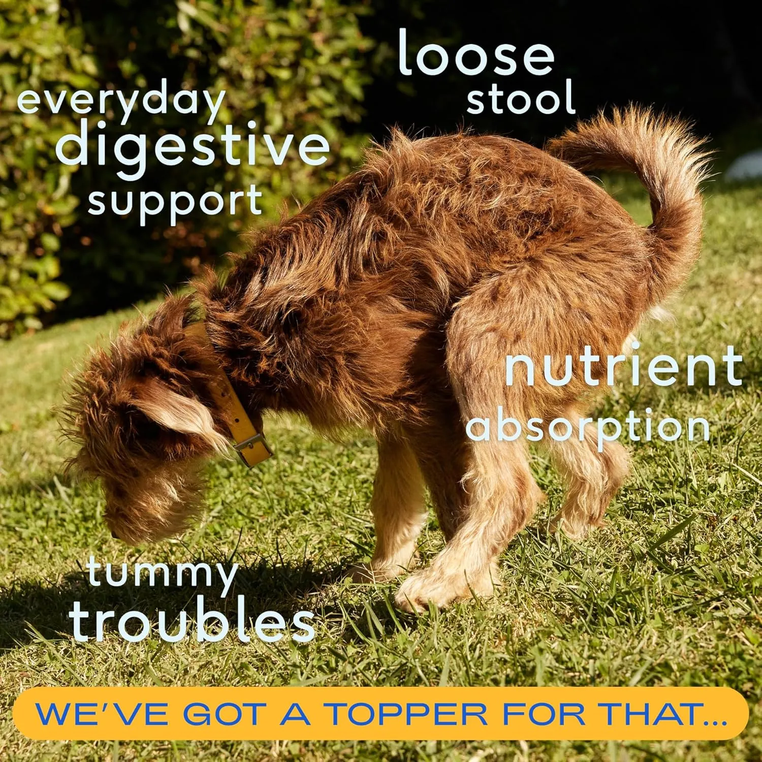 Native Pet Pumpkin for Dogs - Organic Powder Pumpkin Puree Dog Food Toppers -Rich in Fiber Supplement Powder Helps with Digestion, Nutrient Absorption, Diarrhea, Constipation & Upset Stomach-60 Scoops
