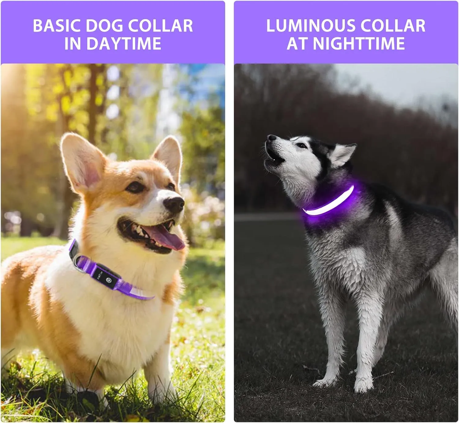 PCEoTllar Light Up Collar - Rechargeable LED Dog Collar with Automatic 7-Color Changes, Water Resistant, Bright Glow for Night Walking (Purple, S)