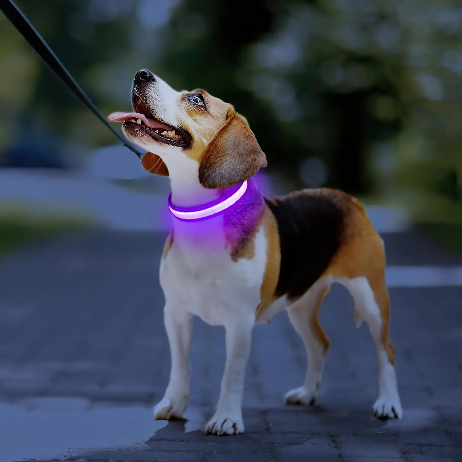 PCEoTllar Light Up Collar - Rechargeable LED Dog Collar with Automatic 7-Color Changes, Water Resistant, Bright Glow for Night Walking (Purple, S)