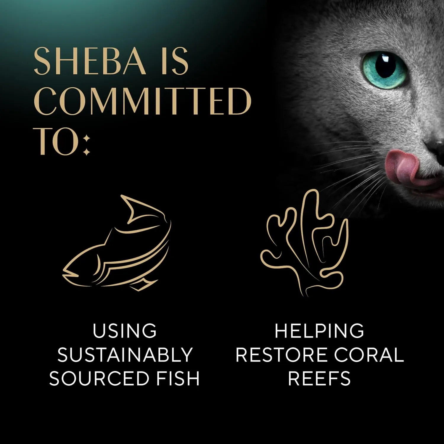 Sheba Perfect Portions Wet Cat Food Pate With Sustainable Salmon, Signature Seafood Entree, and Tender White Fish and Tuna Entree Variety Pack, 2.6 oz. Twin Pack Trays (24 Count, 48 Servings)